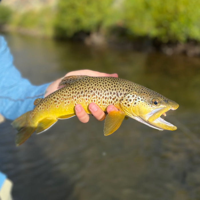 holding a brown trout