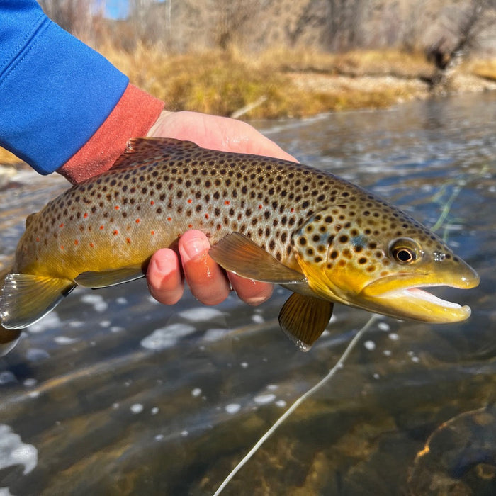 avier with a nice brown trout