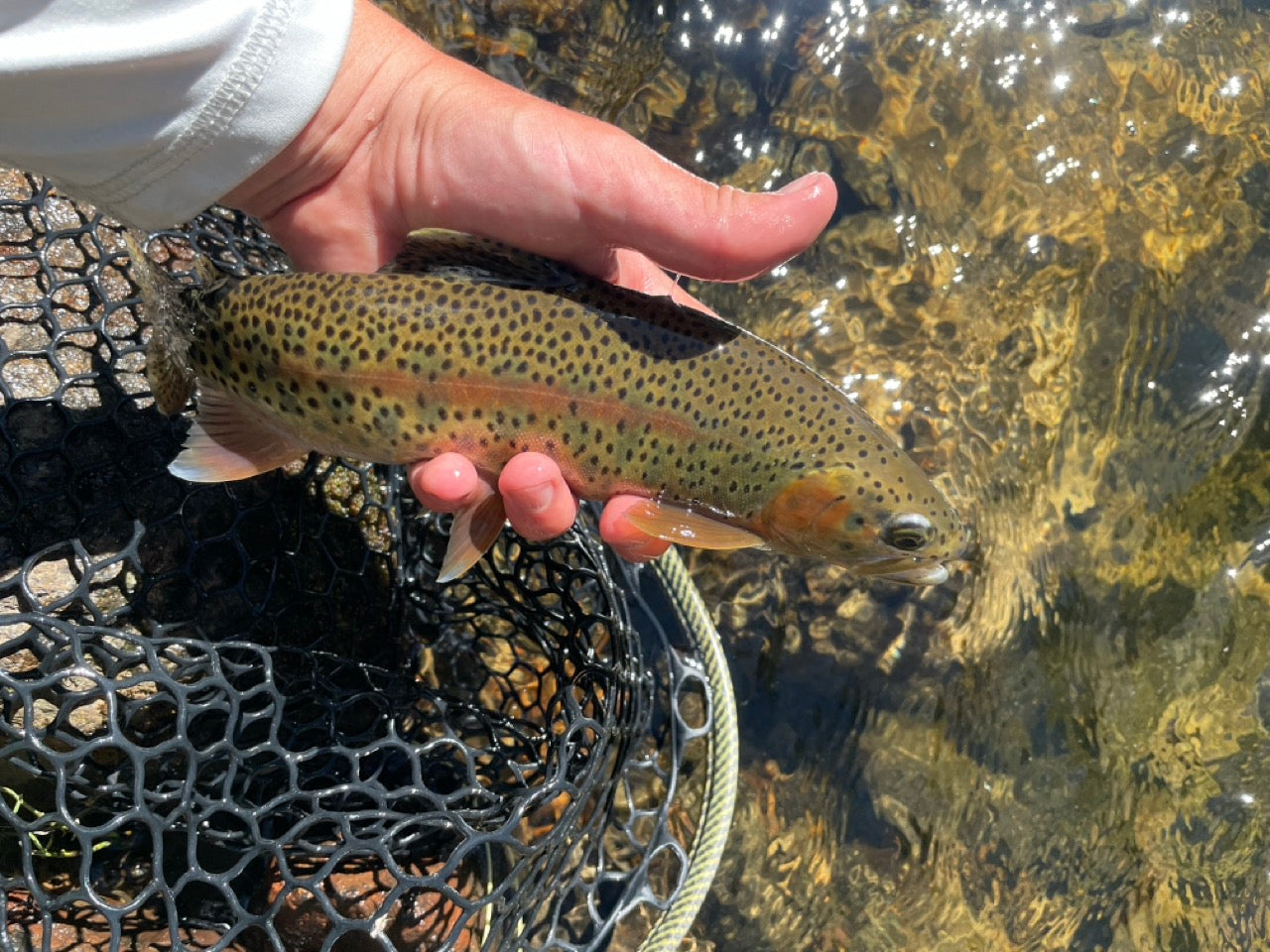 Fishery Overview: Clear Creek