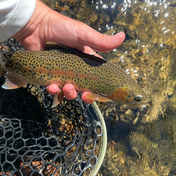 Fishery Overview: Clear Creek