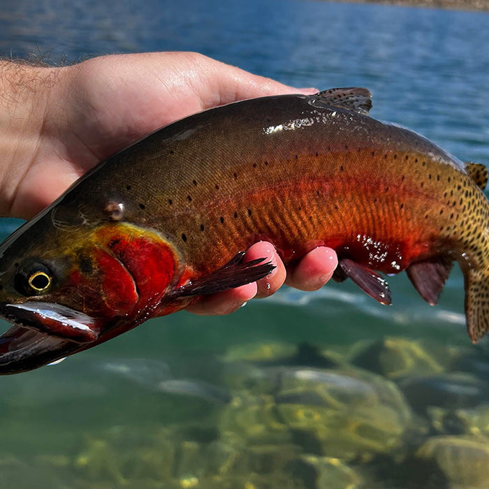 Beautiful Alpine Trout