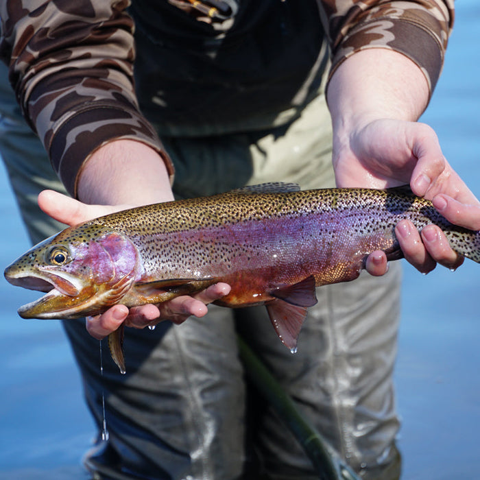 Nice looking Trout