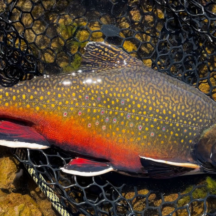 Giant Brook Trout