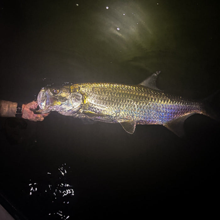 holding a tarpon in florida off the docks