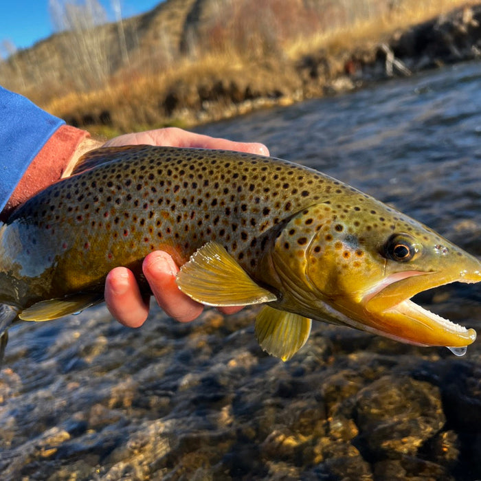 Big Beatiful Brown Trout